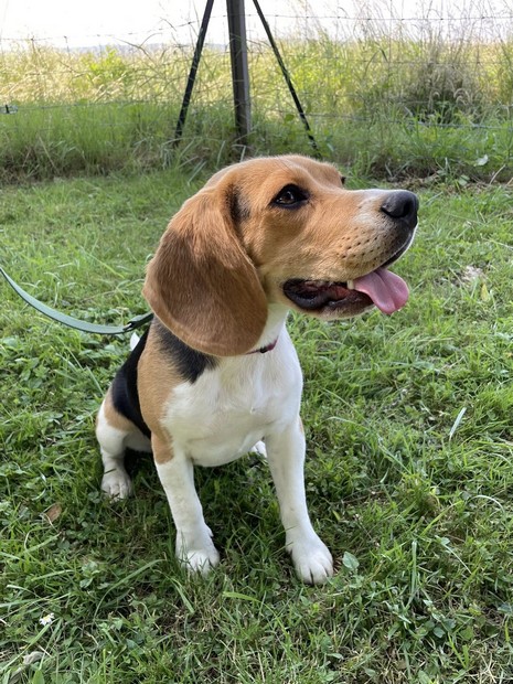 Vanille beagle