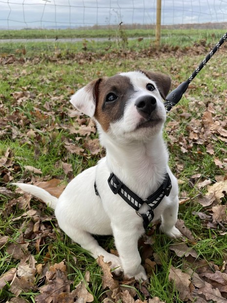 Vega jack russell