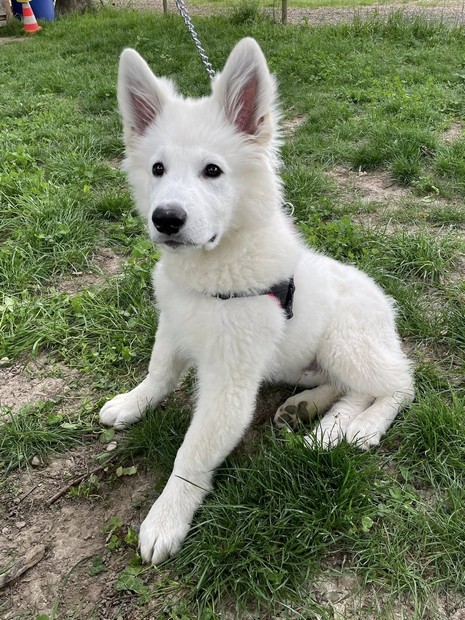 Verdi berger blanc suisse