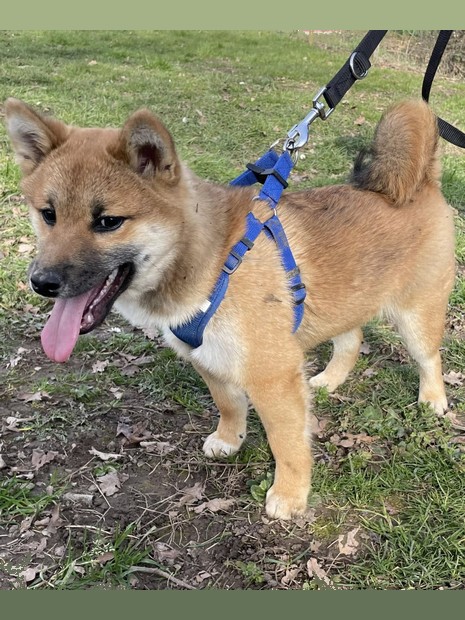 Volt shiba