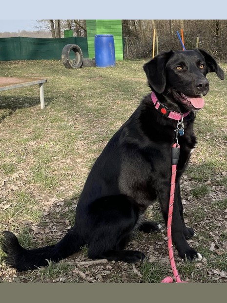 Vénus Labrador
