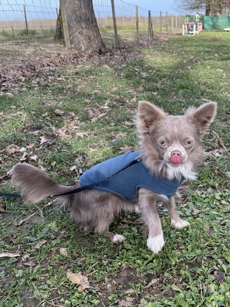 Willow Chi chi