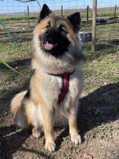 Zora Eurasier