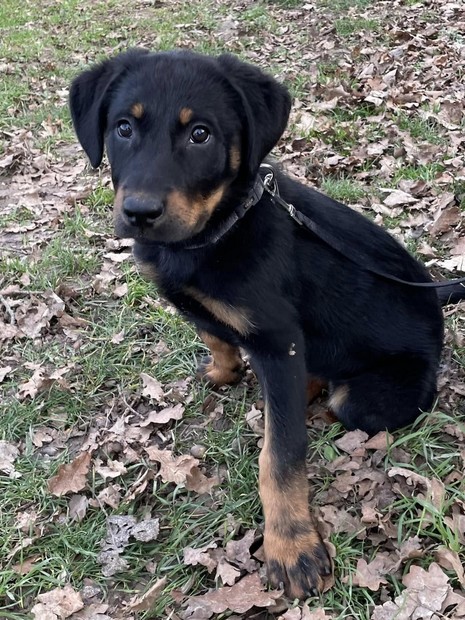 volna beauceron